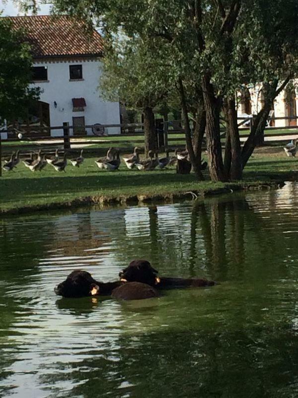 מלון Zelarino Il Selgaro Agriturismo מראה חיצוני תמונה